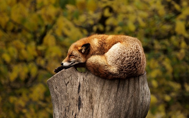 De kruising van dierenwelzijn: ontdekking van bedreigde soorten, verzorging van huisdieren, gedragscommunicatie en landbouwdieren